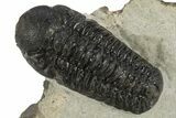 Detailed Austerops Trilobite - Nice Eye Facets #311071-1